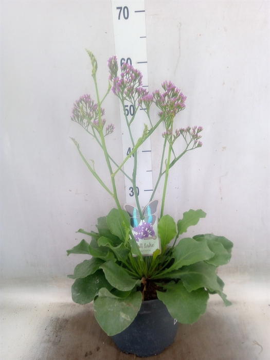 <h4>Limonium  'Salt Lake'</h4>
