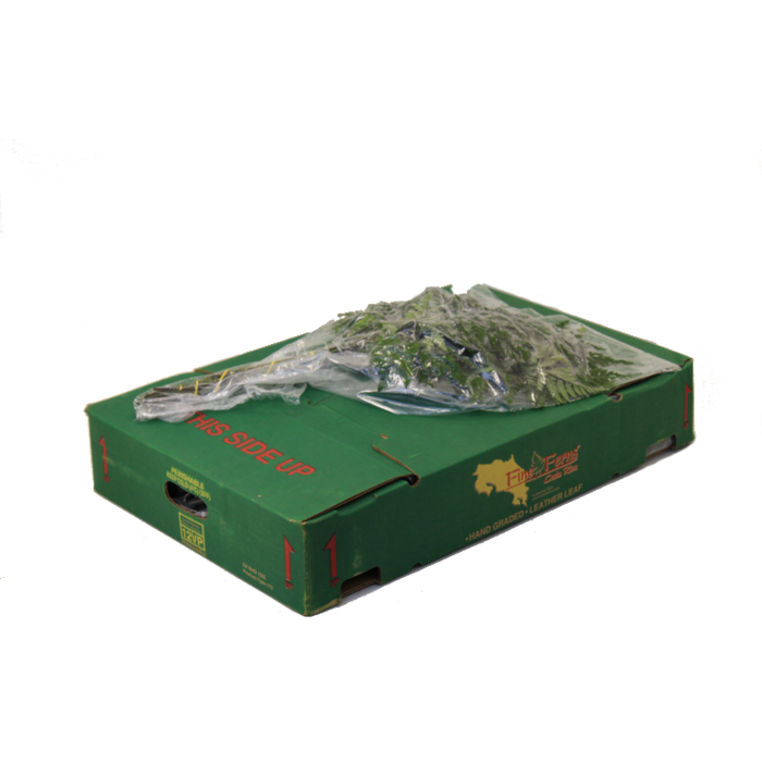 LEDERVAREN EXTRA VACUUM X12 FINE FERNS