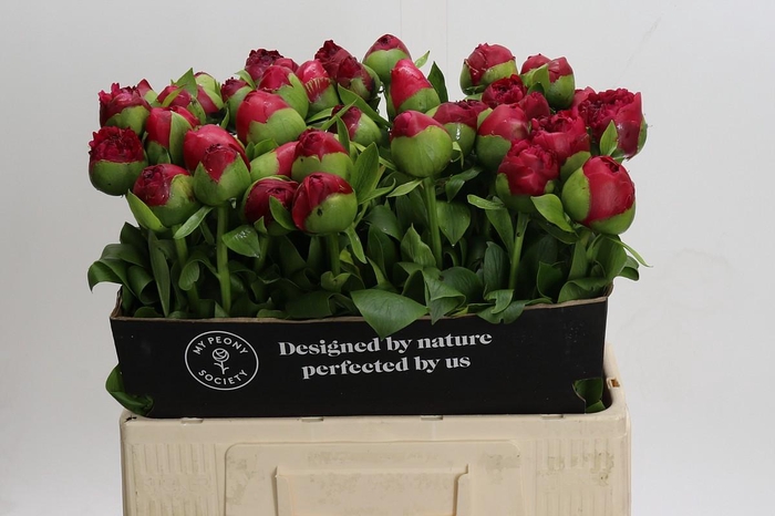 Paeonia Command Performance