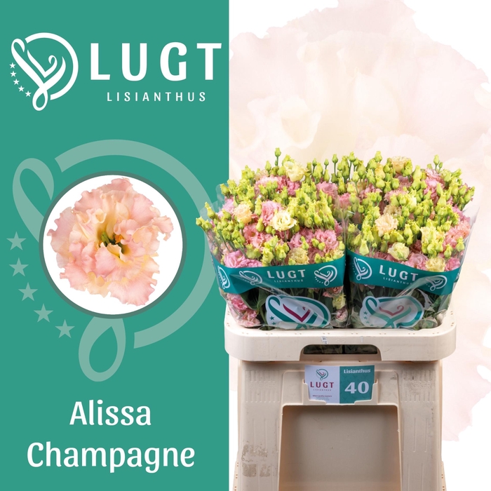 <h4>EUS G ALISSA CHAMPAG</h4>