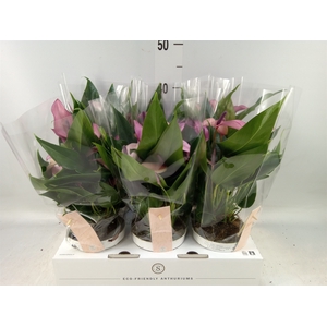 Anthurium  'Zizou'