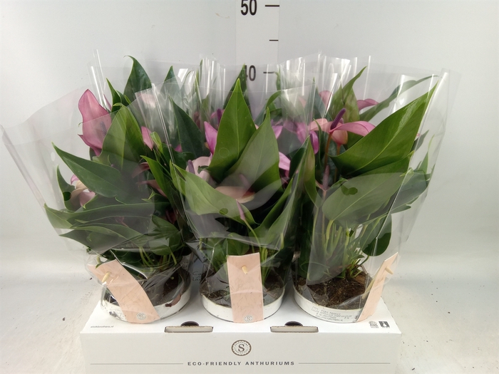 <h4>Anthurium  'Zizou'</h4>