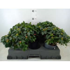 Rhododendron sim. 'Aiko Rose'