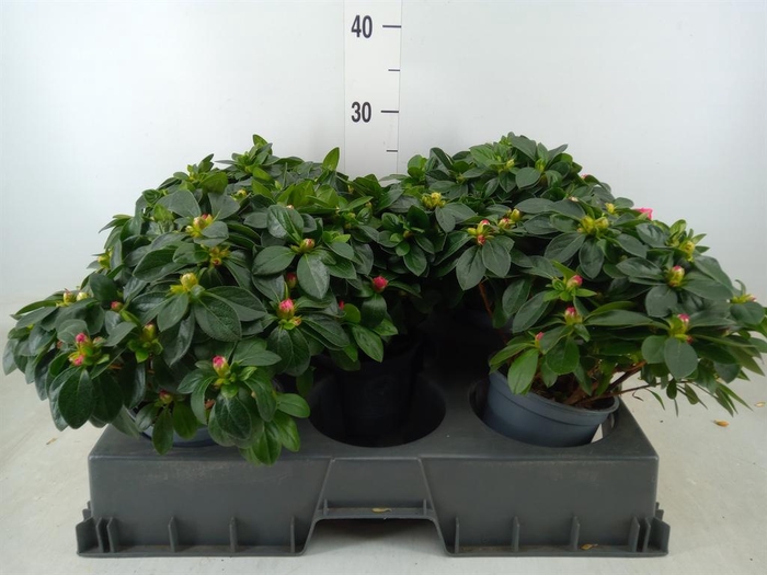 <h4>Rhododendron sim. 'Aiko Rose'</h4>