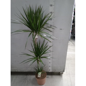 Dracaena marg.