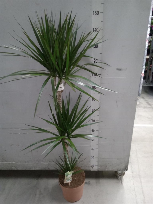 <h4>Dracaena marg.</h4>