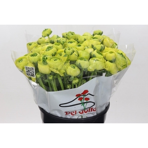 Ranunculus Real Clooney Jean
