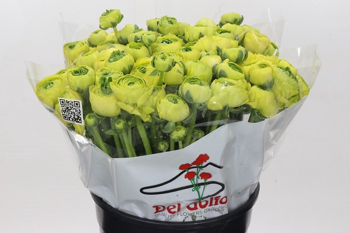 Ranunculus Real Clooney Jean