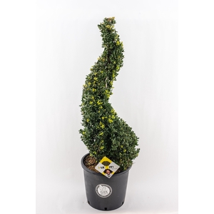 Ilex crenata 'Dark Green' Spiral 90-100cm