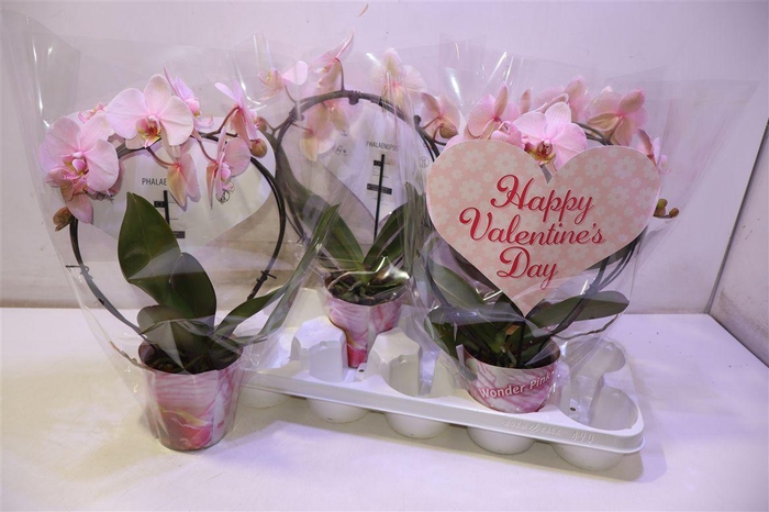 <h4>arr8 Phal Ov Roze</h4>