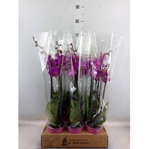 Phalaenopsis   ...lilac