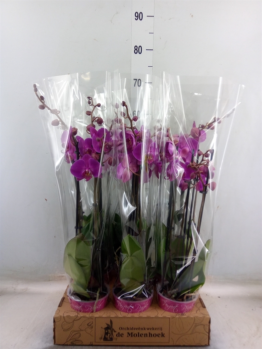<h4>Phalaenopsis   ...lilac</h4>
