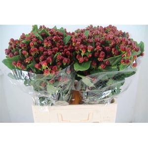 HYPER MAGICAL CHERRY