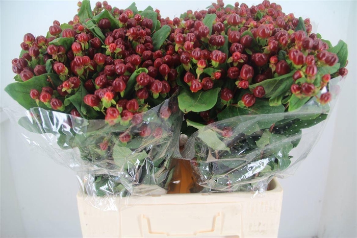 <h4>HYPER MAGICAL CHERRY</h4>