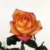 R GR MAGMA FREELAND