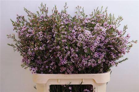 <h4>Chame Un Early Nir</h4>