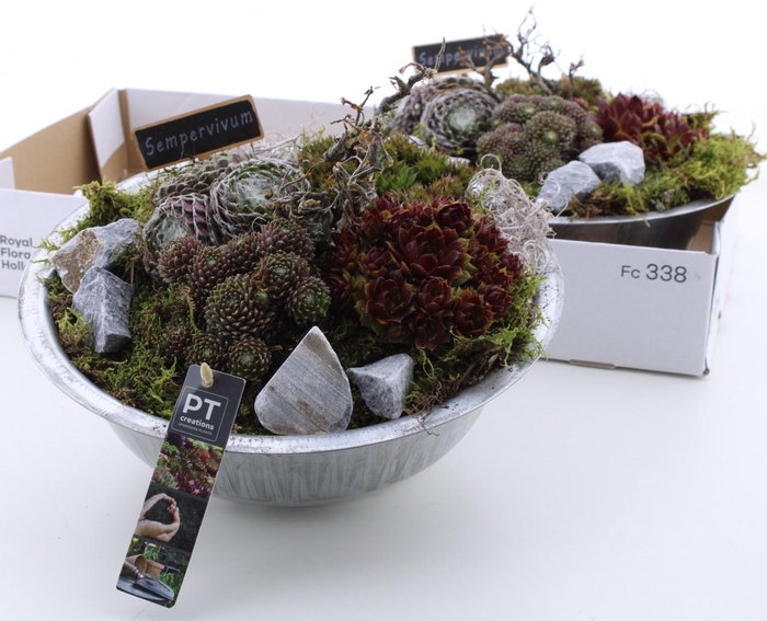 <h4>ARR SEMPERVIVUM</h4>