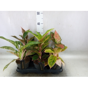 Aglaonema   ...