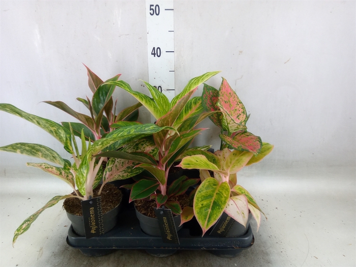 <h4>Aglaonema   ...</h4>