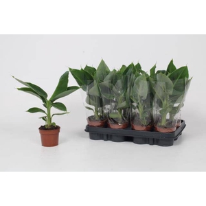 MUSA TROPICANA