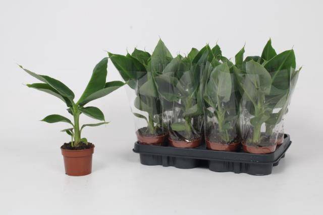 <h4>MUSA TROPICANA</h4>