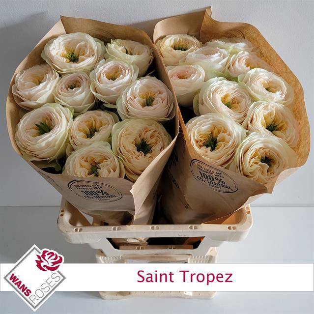 Rosa Garden Saint Tropez