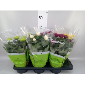 Chrysanthemum  'Anastasia' .mix