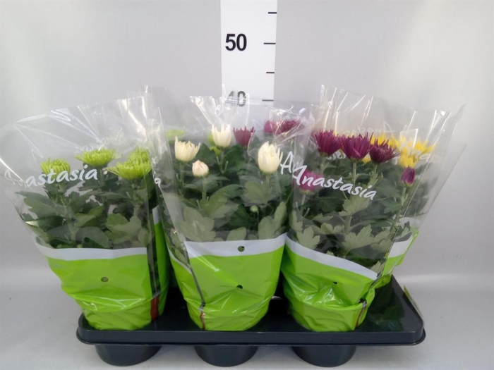 <h4>Chrysanthemum  'Anastasia' .mix</h4>