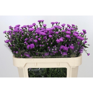 Aster Astee Karmijn