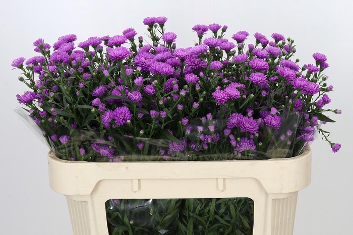 <h4>Aster Astee Karmijn</h4>