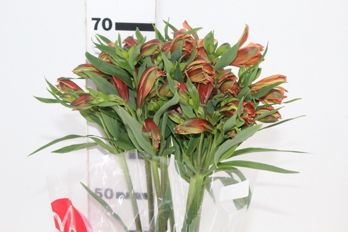 <h4>ALSTROEMERIA CHEERIO 070 CM</h4>