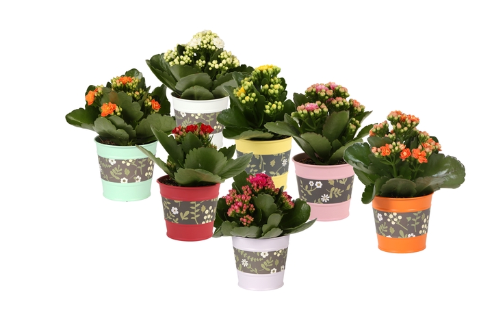 <h4>Kalan Mini Gev Gemengd Zink Bloemen</h4>