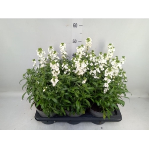 Erysimum  'Leya White'