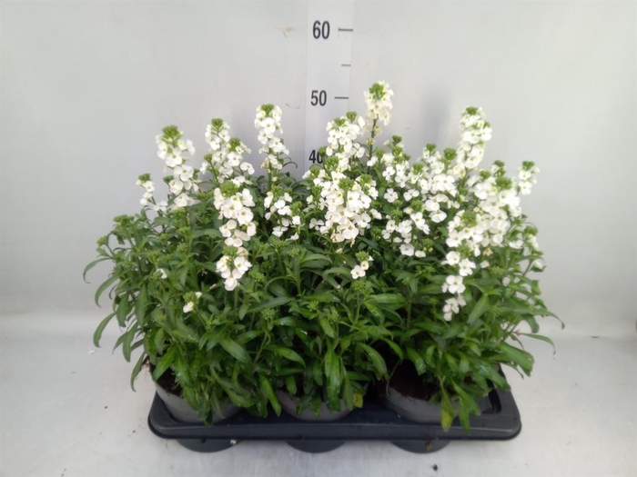 <h4>Erysimum  'Leya White'</h4>