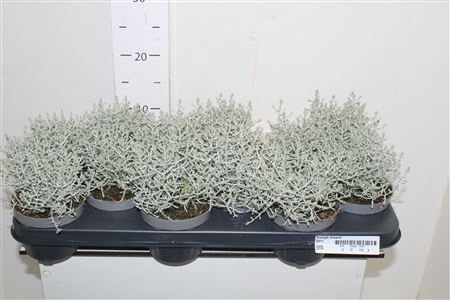 <h4>Leucoph Brownii</h4>