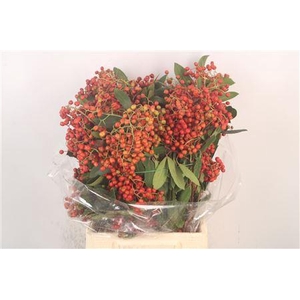 Photinia Berry Red Per Bunch Ex