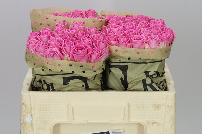 <h4>Rosa Gr Aqua Ex</h4>