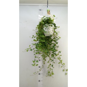 Hedera helix 'Anna'