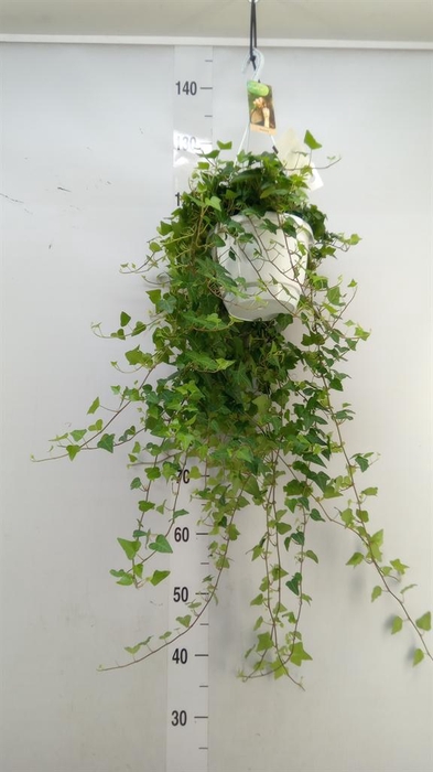 <h4>Hedera helix 'Anna'</h4>
