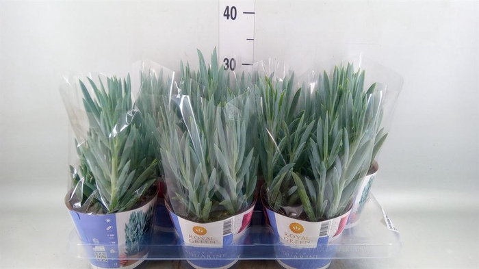 <h4>Curio ficoides 'Mount everest'</h4>