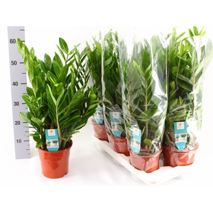 ZAMIO ZAMIIFOLIA