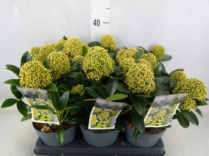 <h4>Skimmia jap. 'White Globe'</h4>