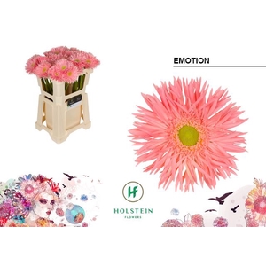 Gerbera Emotion