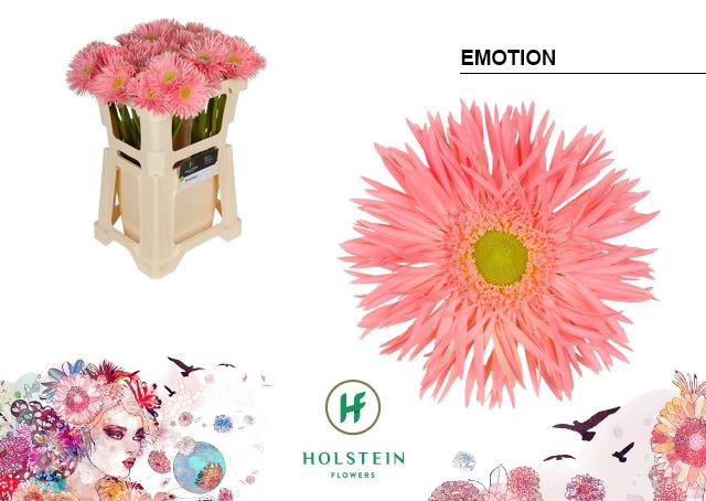 <h4>Gerbera Emotion</h4>