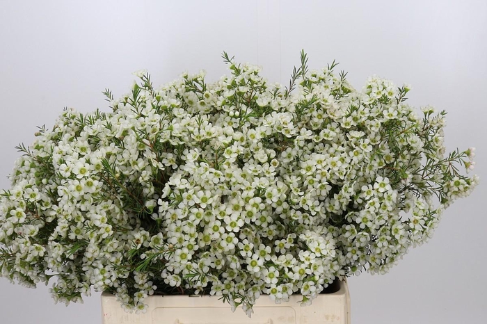 <h4>Chamelaucium Ivory Pearl</h4>
