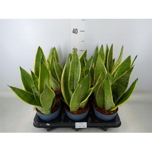 Sansevieria trifa.   ...