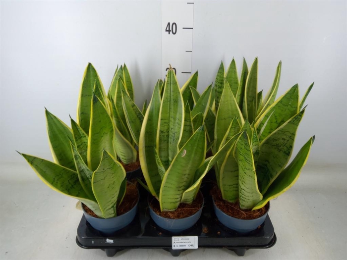 <h4>Sansevieria trifa.   ...</h4>