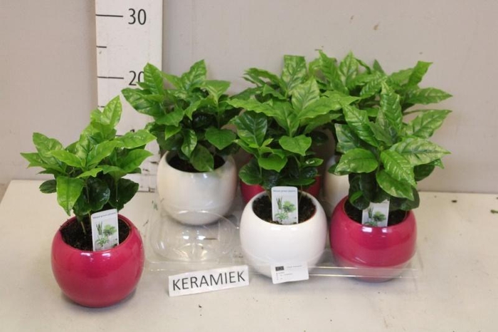 <h4>COFFEA ARABICA</h4>