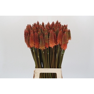Kniphofia Alcazar