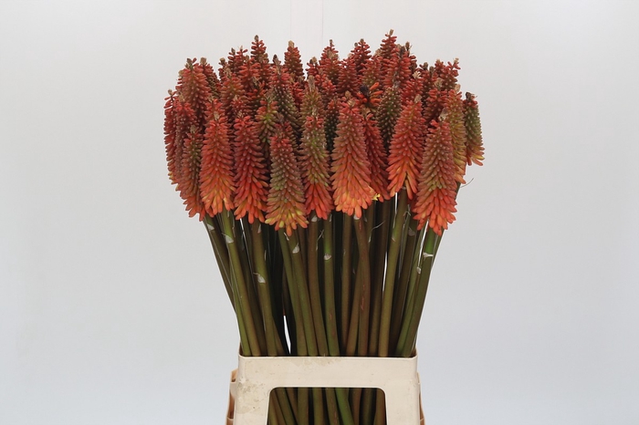 Kniphofia Alcazar